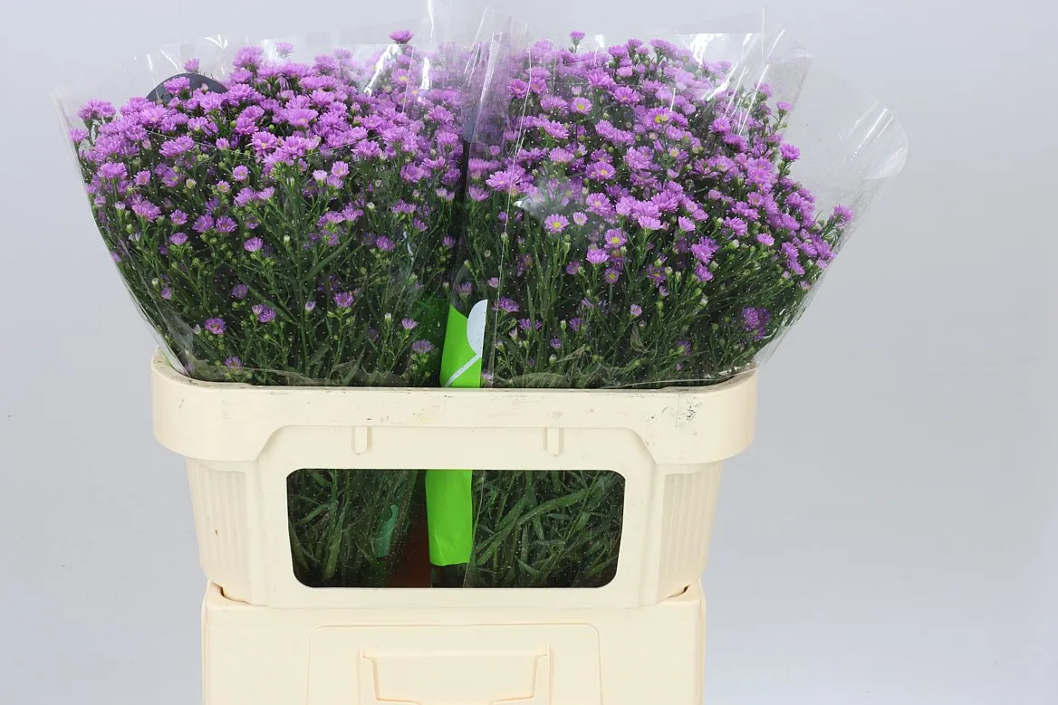 Aster Teeny Tiny Pink • 70 cm
