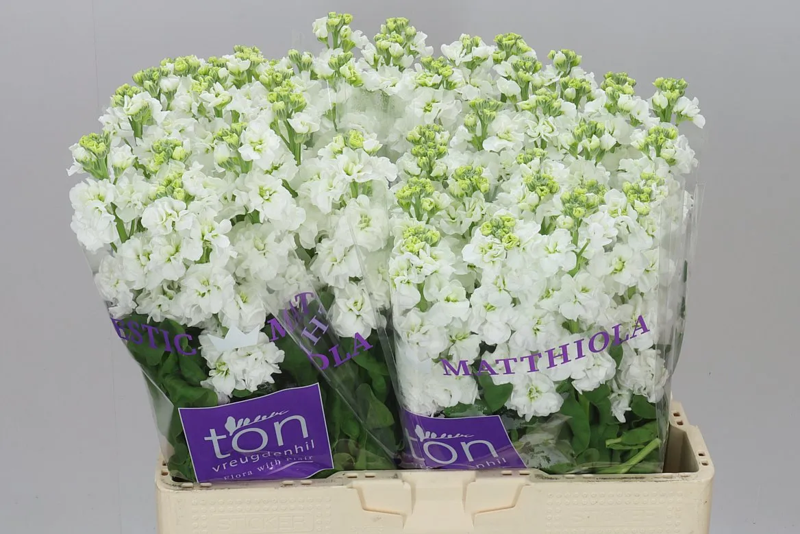Matthiola White • 58 cm