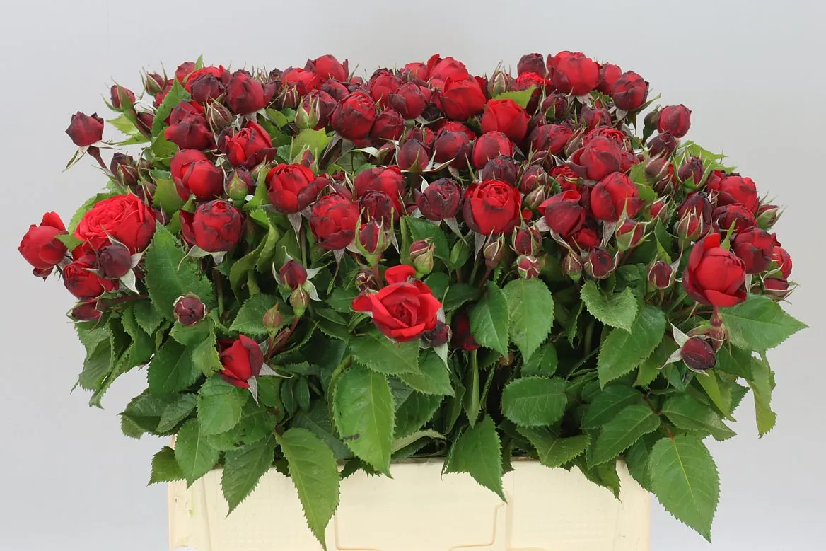 Rosa Tr Freiland Red Piano • 60 cm