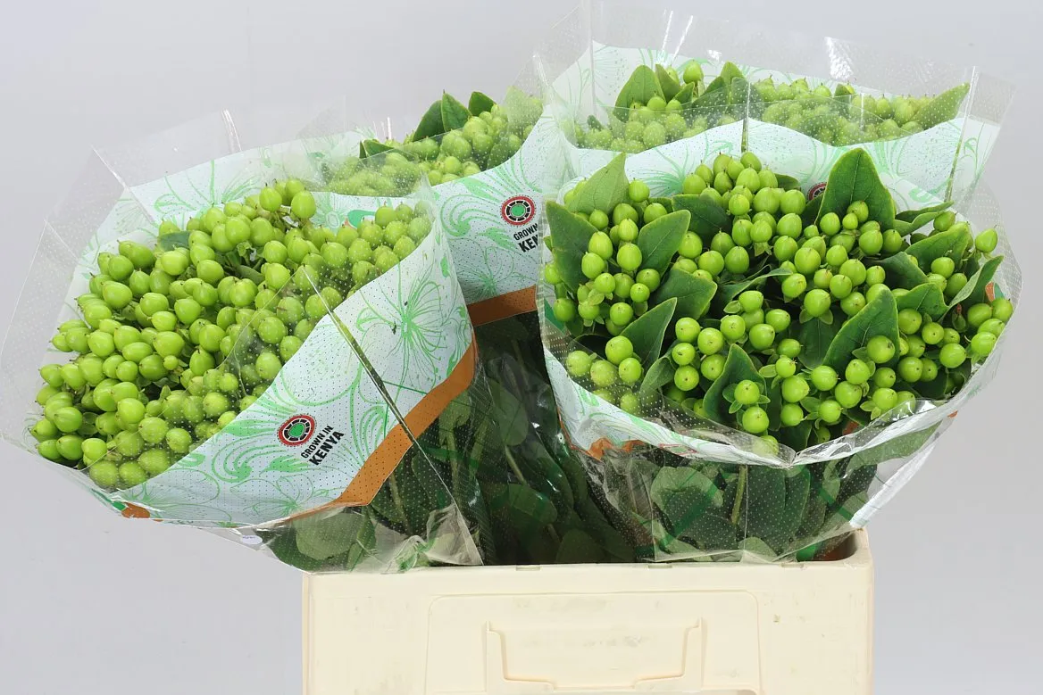 Hyperikum Mag Mirage Green • 60 cm
