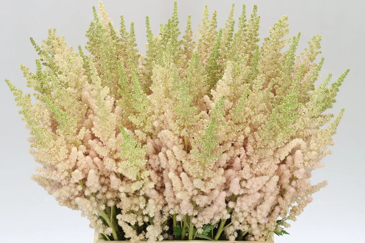 Astilbe Inferno • 55 cm