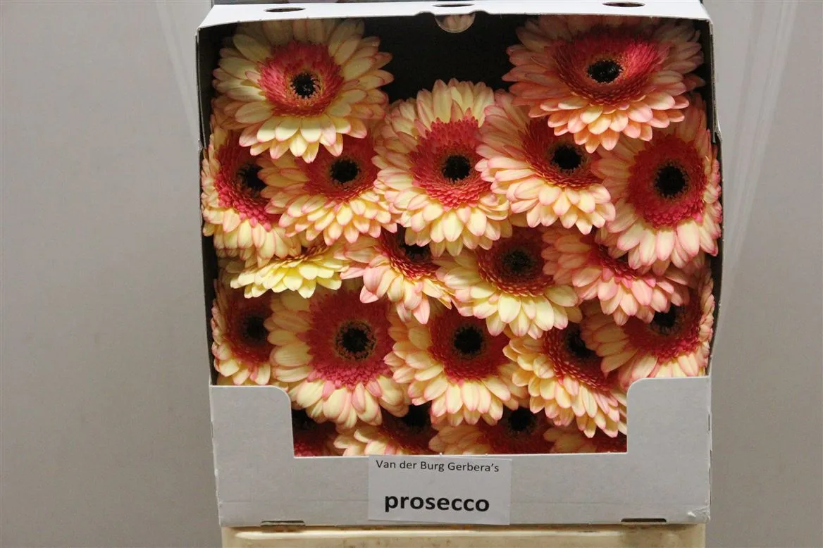 Germini Diamond Prosecco • 55 cm