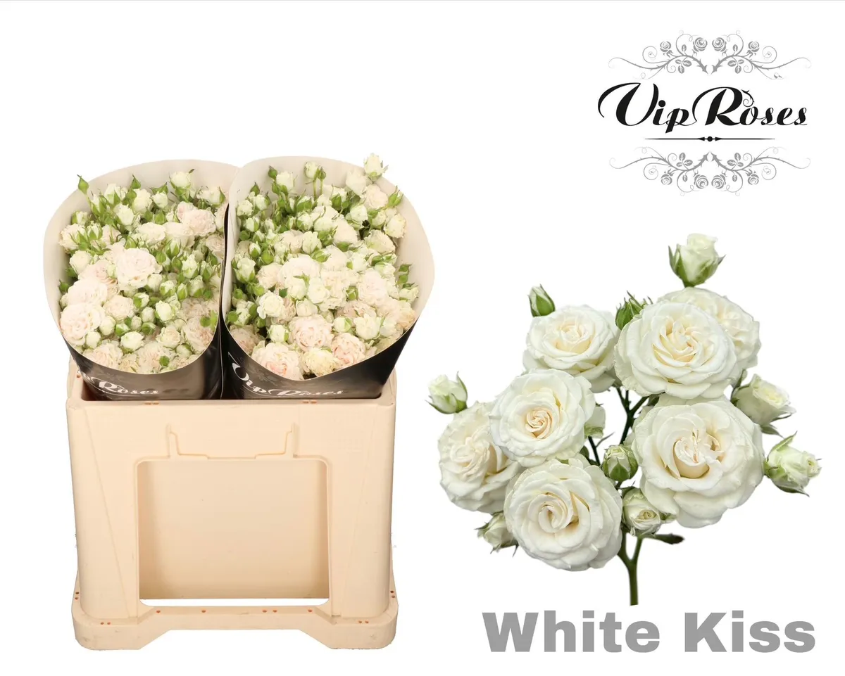 R Tr White Kiss+ • 50 cm