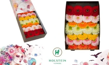 Gerbera Pomp mix • 45 cm