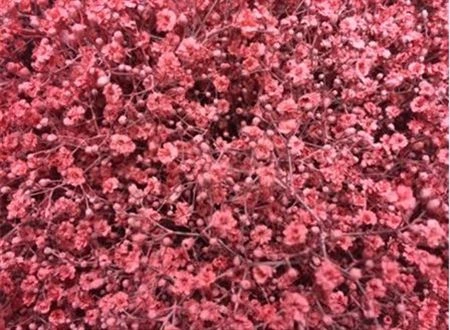 Gypsofila Million Star farbená Pink