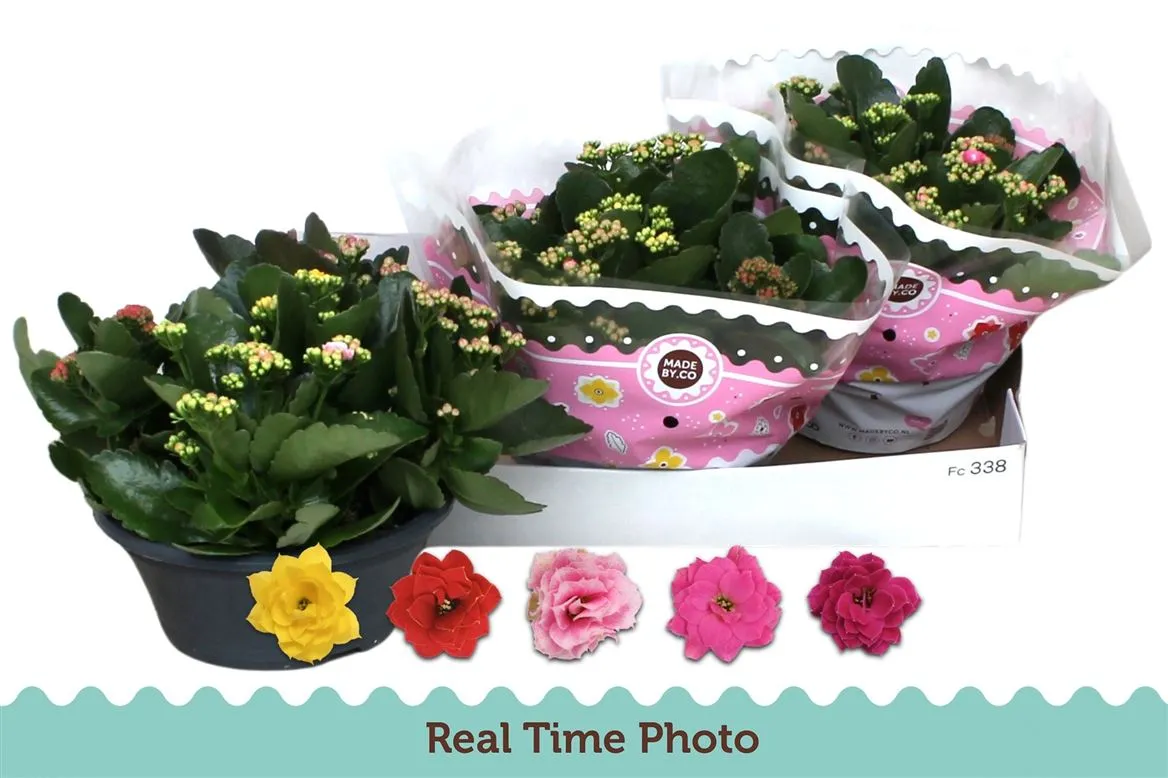 Kalanchoe Calandiva Carnaval • črepník 23 cm