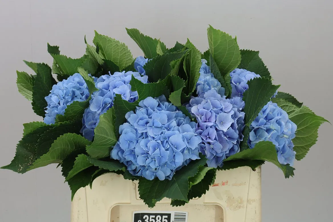 Hyd Verena Blue Pale • 50 cm