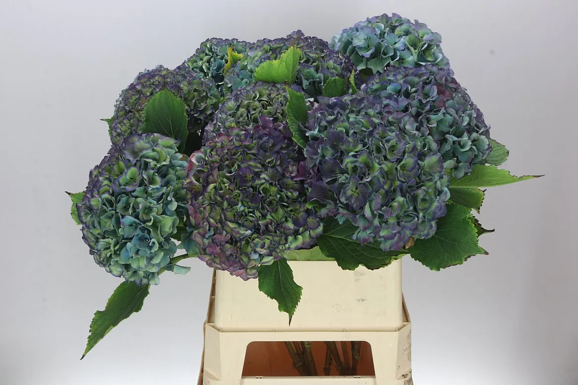 Hortenzia Parade Classic • 90 cm