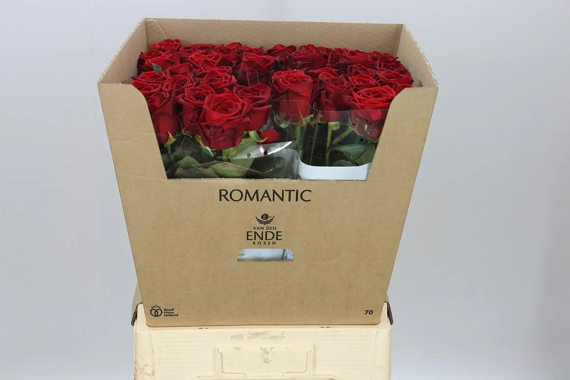 Rosa Gr Red Naomi Ende Romantic • 70 cm