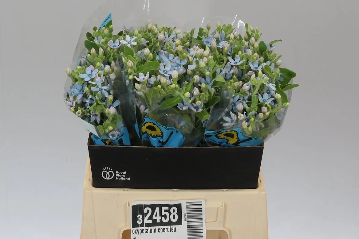 Oxypetalum Coeruleum • 40 cm