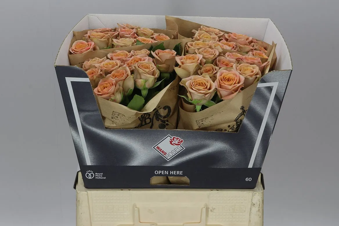 Ruža záhradná Cappucino Wans Ex • 60 cm