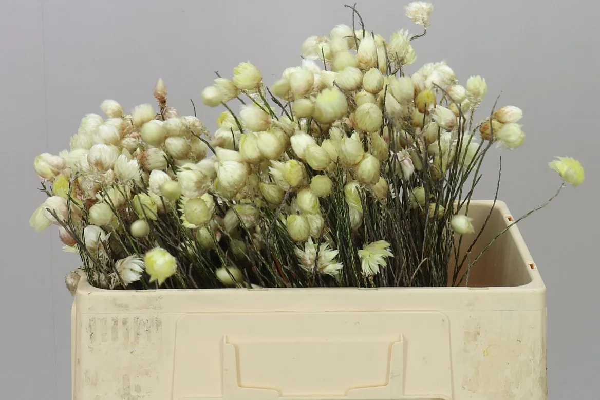 Kaaps Everlasting Yellow • 50 cm