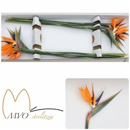 Strelitzia • 90 cm