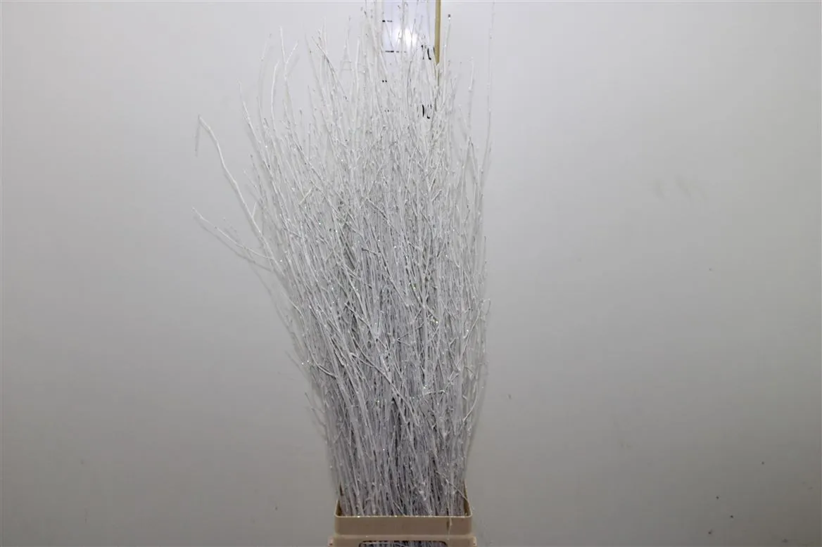 Breza White Glitter • 120 cm