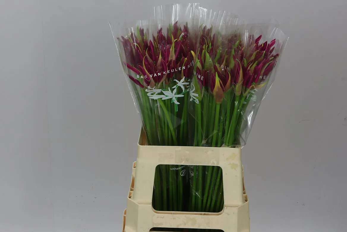 Nerine Bo Mister Nick • 60 cm
