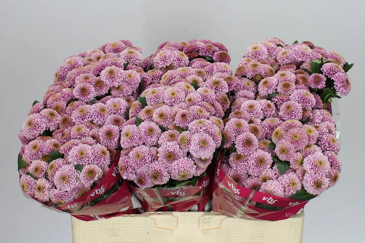 Sant Doria Pink • 55 cm