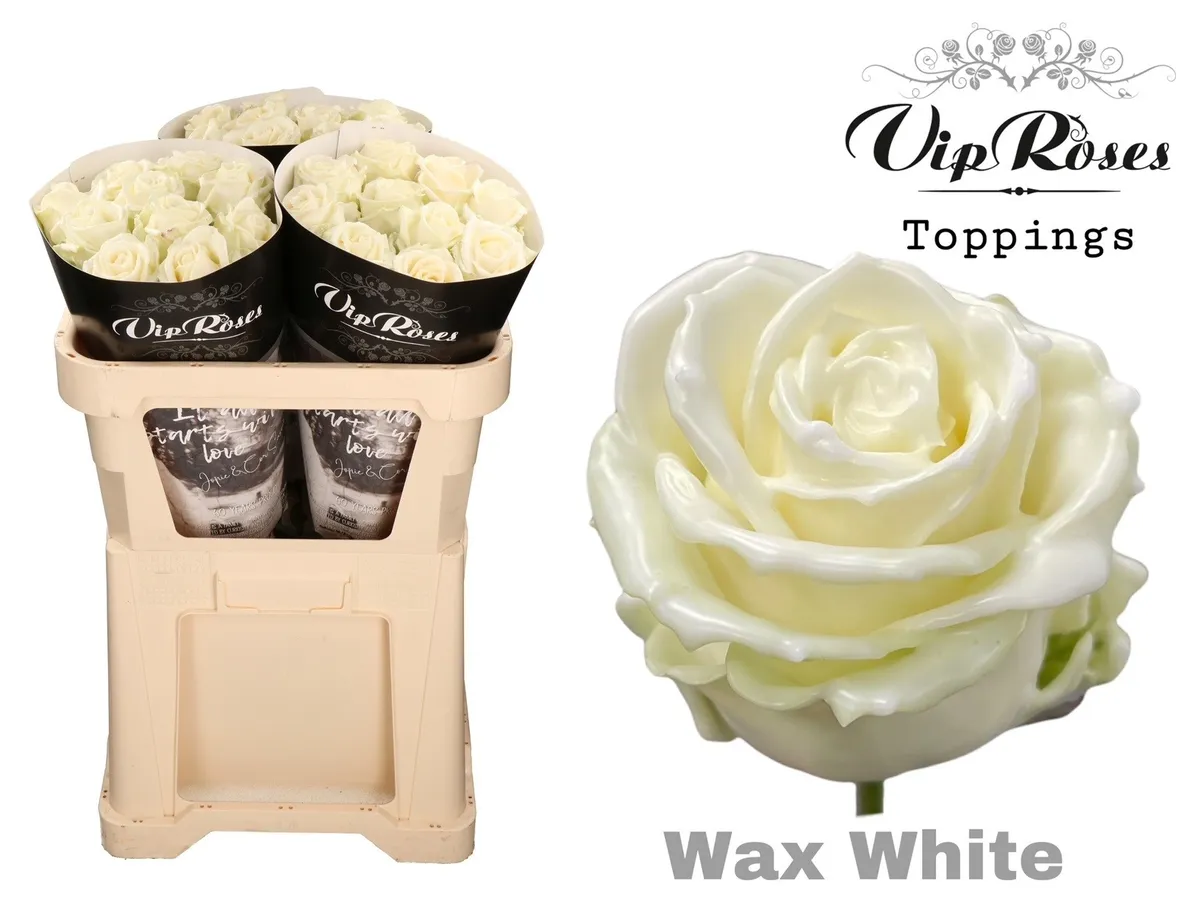 Ruža Wax White X30 998 • 70 cm