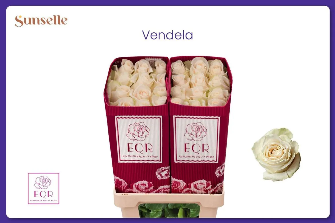 Rosa Gr Ec Vendela • 50 cm