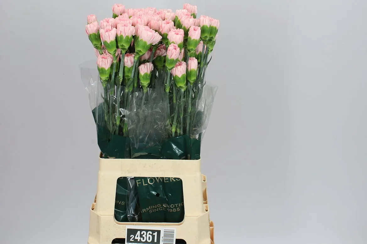 Di St Pale Pink • 70 cm