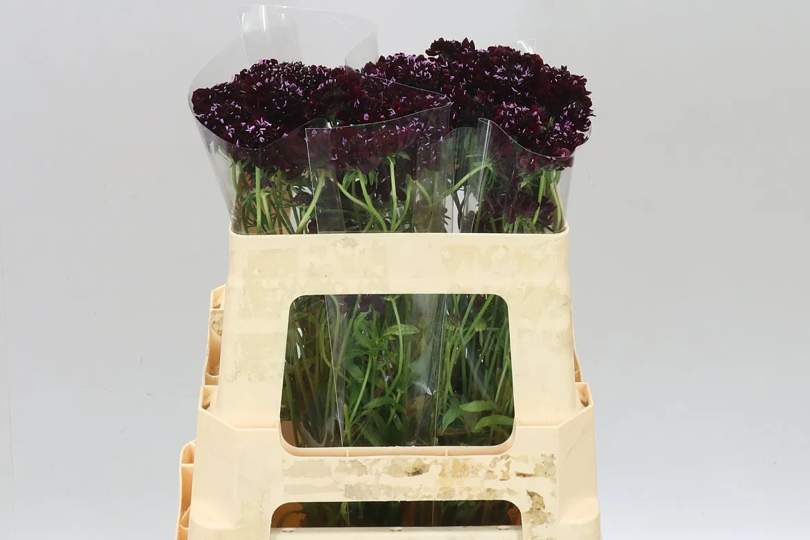 Scabiosa Atr Blackberry Scoop • 55 cm