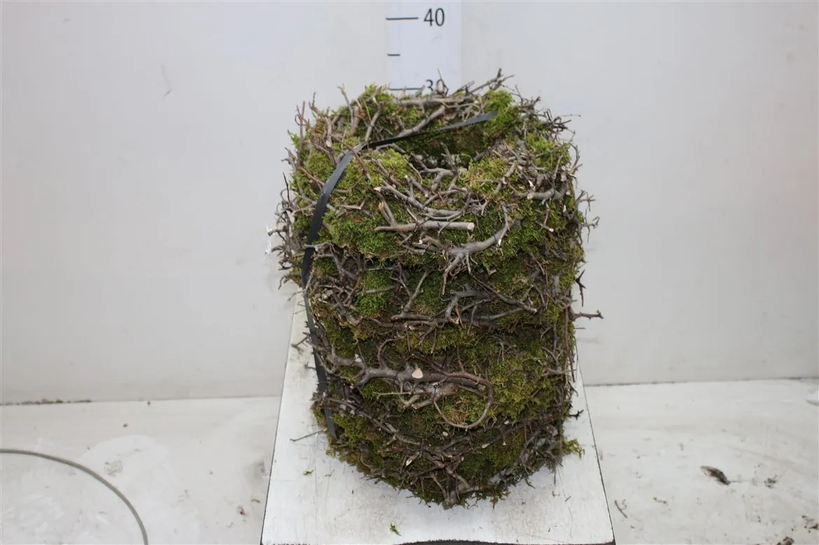 Wreath Bonsai Thick • 30 cm