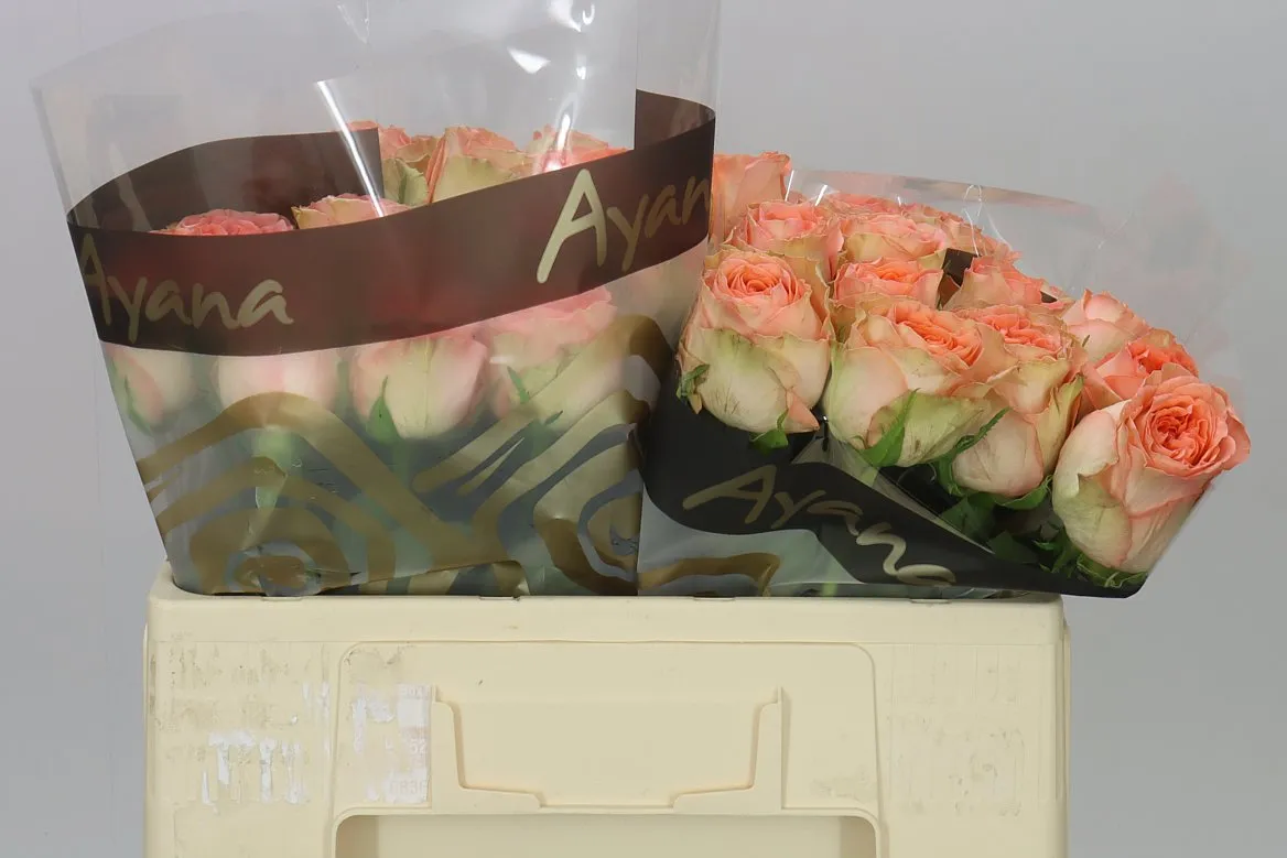 Rosa Gr Addicted 2 Love • 50 cm