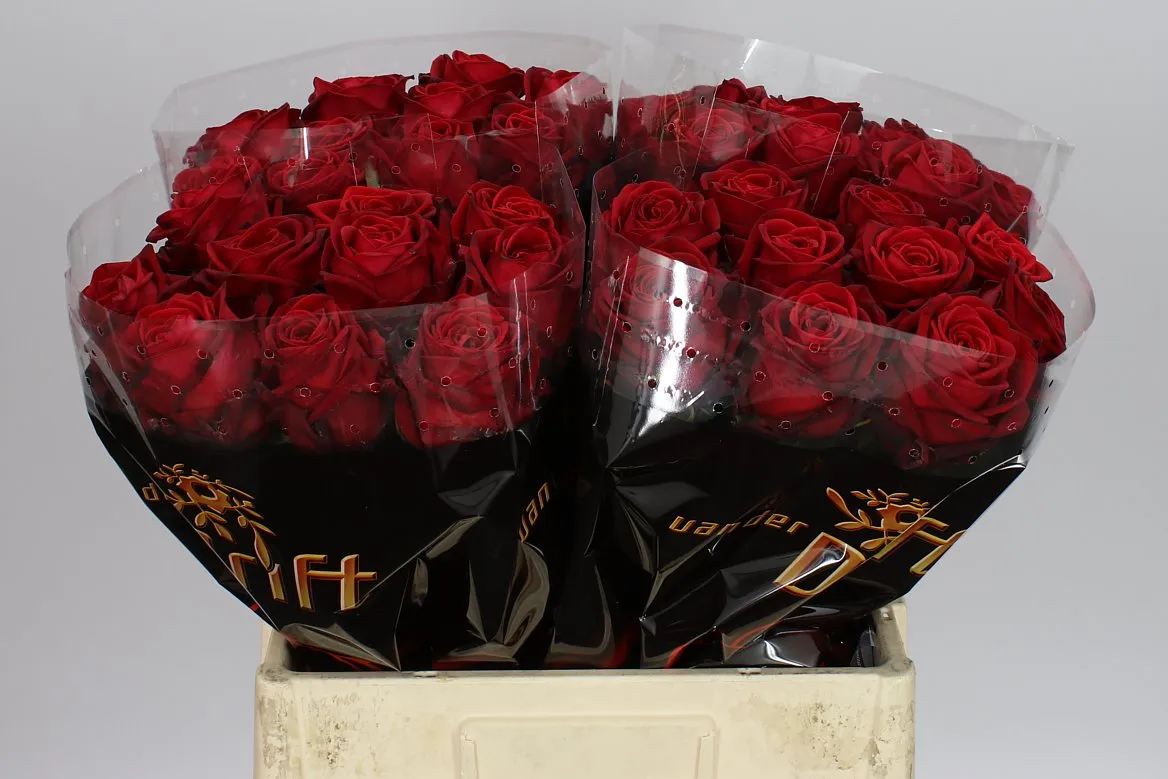 Ruža Red Naomi! Drf Sexy • 60 cm