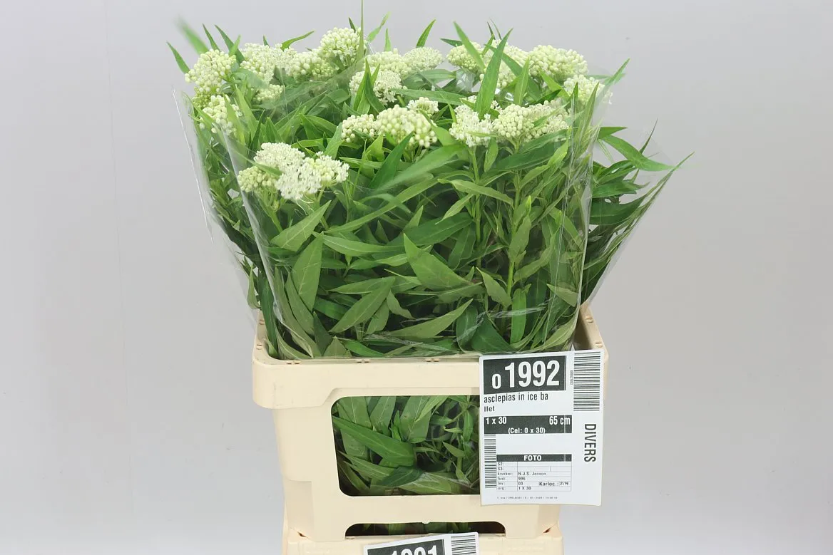 Asclepias In Ice Ballet • 65 cm