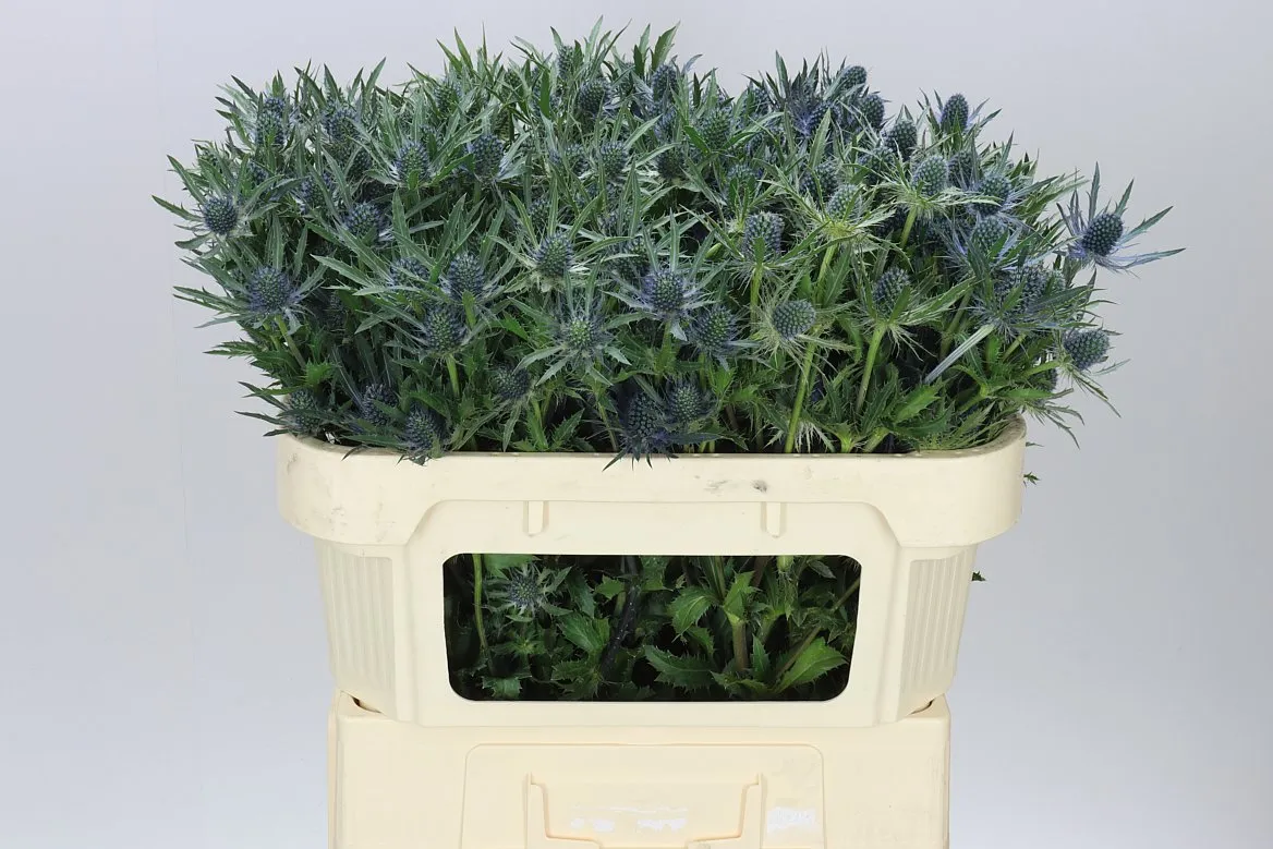Eryngium Blue Lagoon • 70 cm