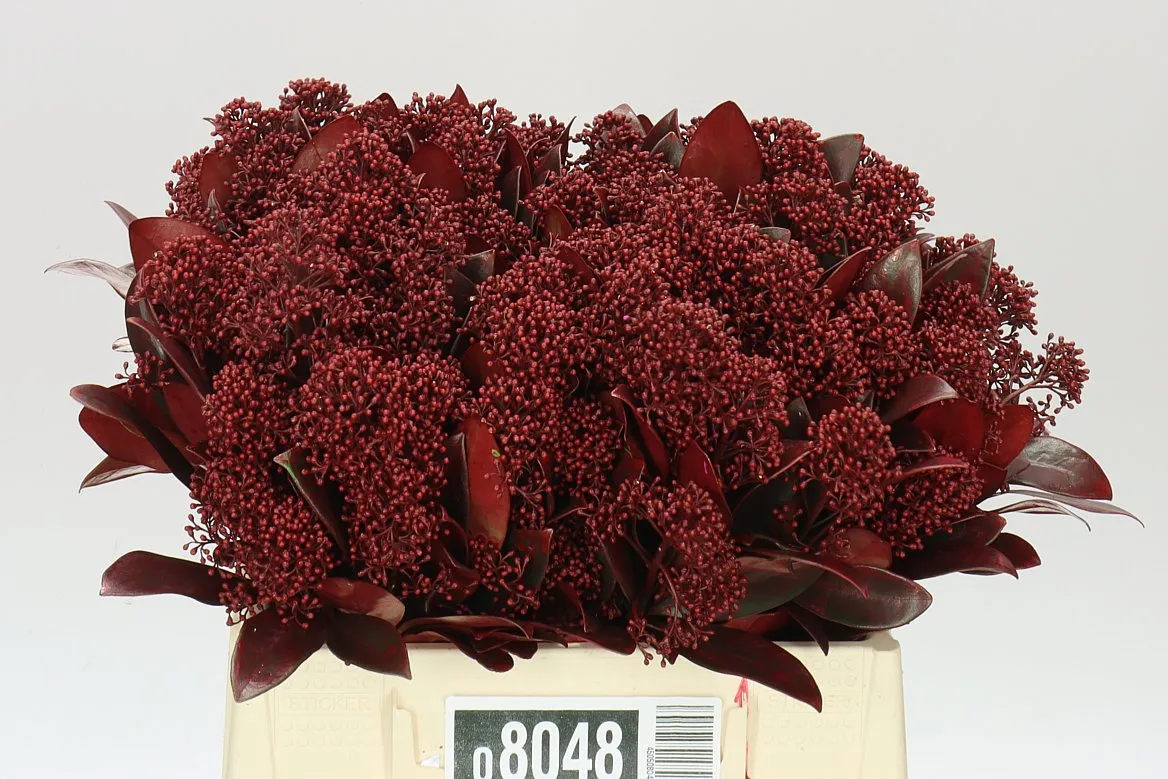 Skimmia farbená Bordeaux • 45 cm