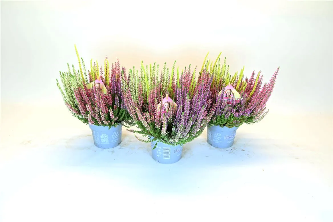 Calluna Beauty Ladies High Five • črepník 13 cm