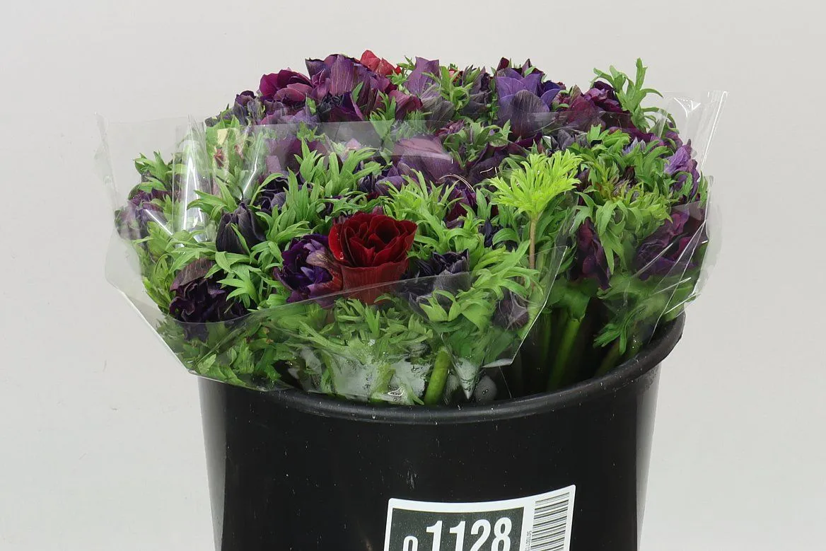 Anemonen Mistral Nero • 40 cm
