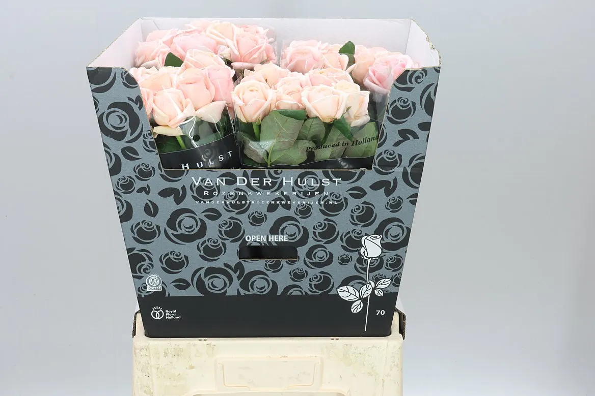 Rosa Gr Tres Jolie • 70 cm