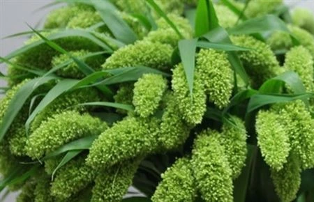 Setaria It Voll Melk • 70 cm