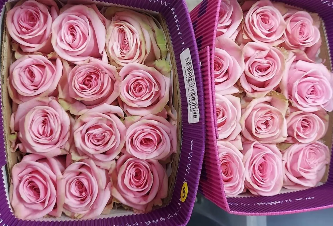 Ruža Pink Candy, Ekvádor • 40 cm