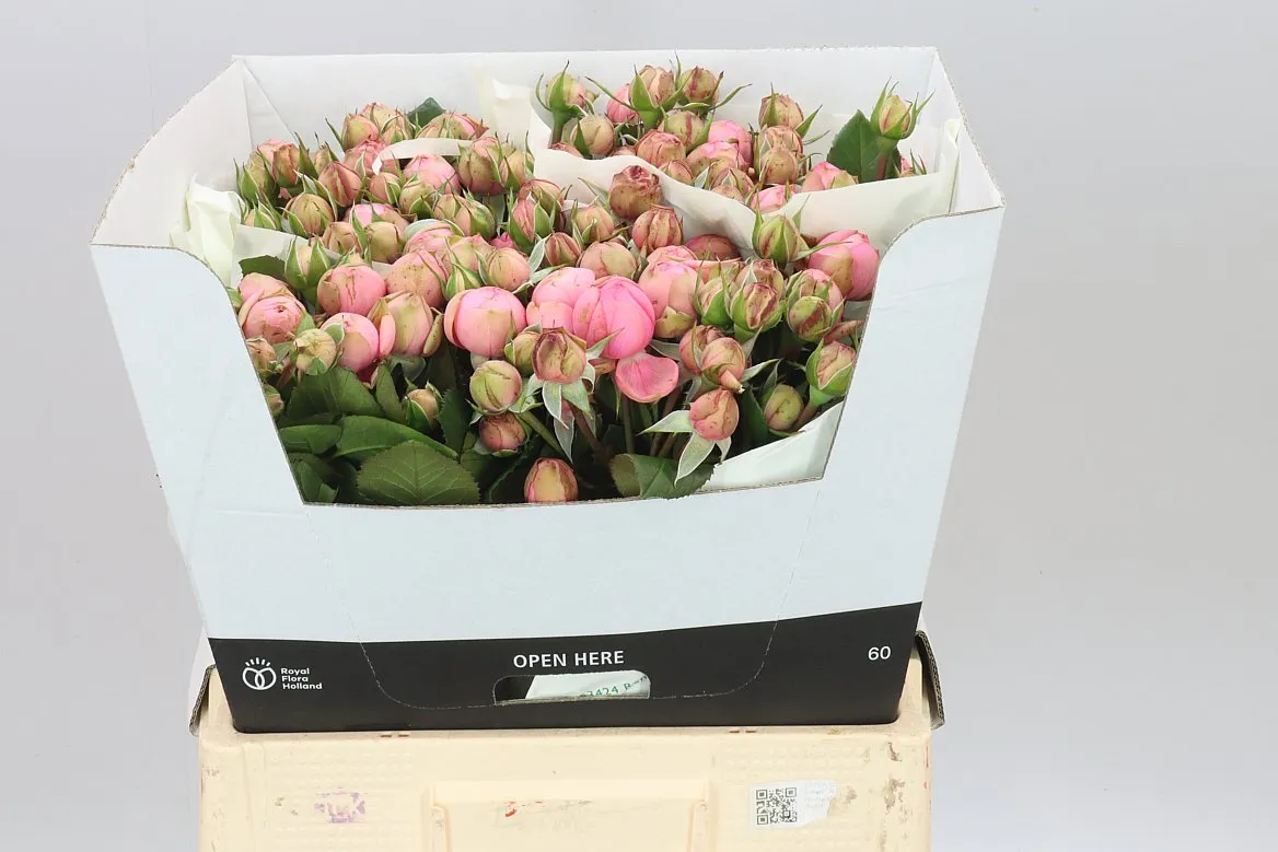 Rosa Tr Freiland Happy Piano • 60 cm