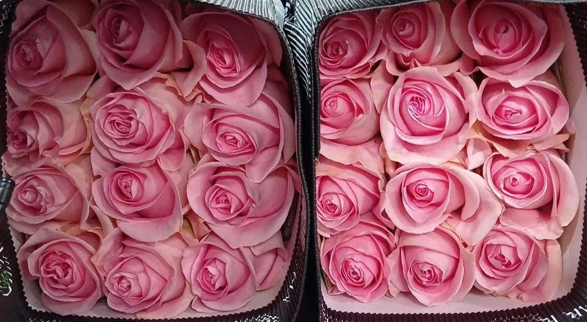 Rosa Gr Ec Luciano • 40 cm