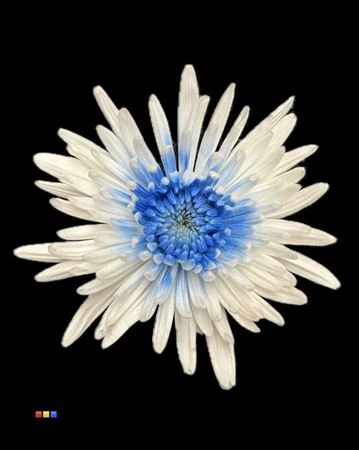Chryzantéma veľkokvetá Ana White + Blue • 70 cm