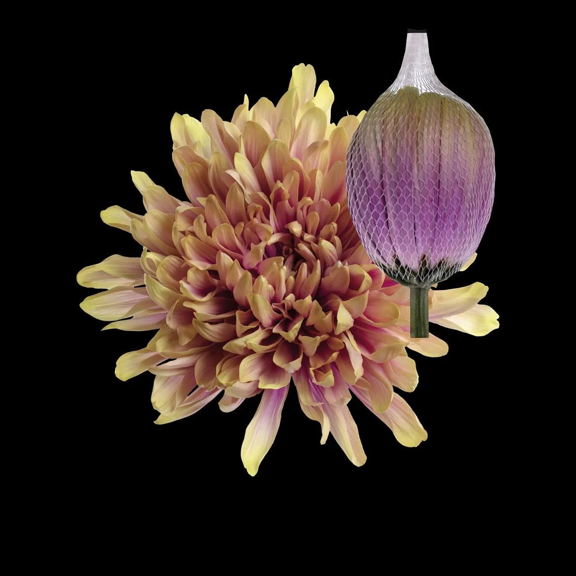 Chryzantéma veľkokvetá Antonov Purple Rain • 70 cm