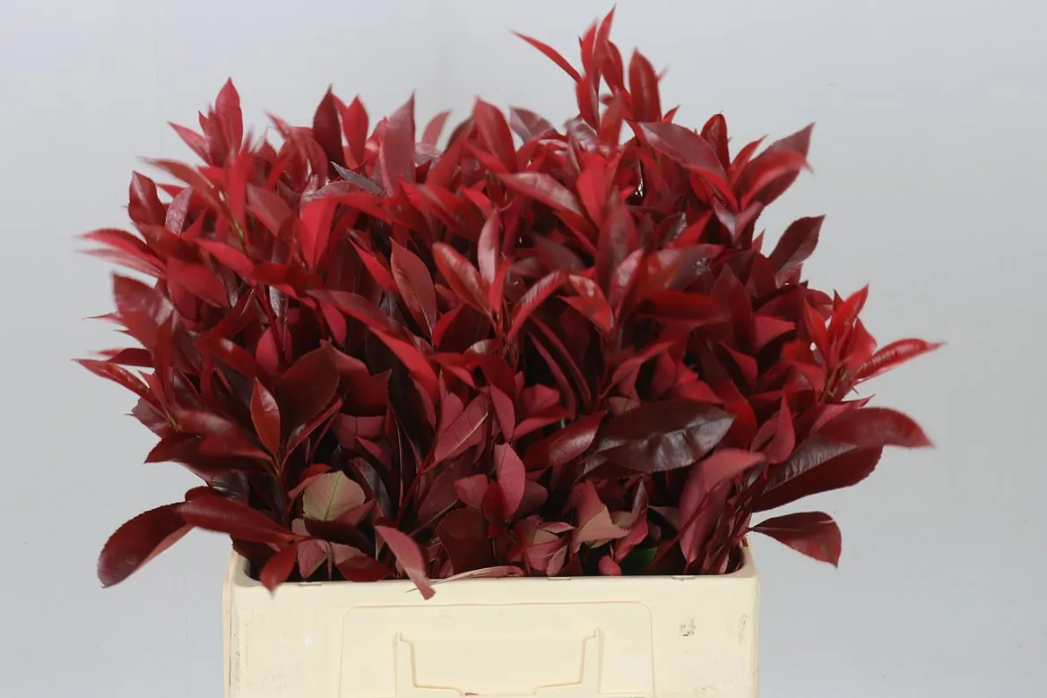 Photinia X F Red Robin • 60 cm