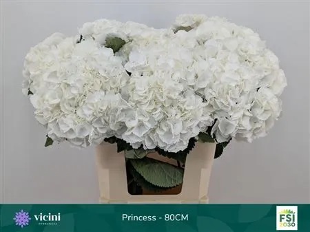 Hyd Princes White • 80 cm