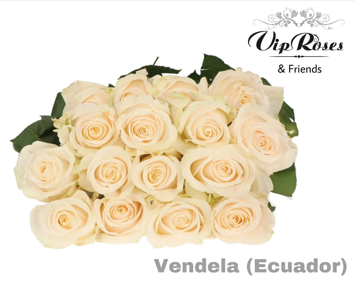 R Gr Vendela Ec • 60 cm