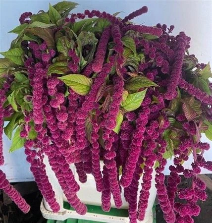 Amarant Ca Rosary • 75 cm