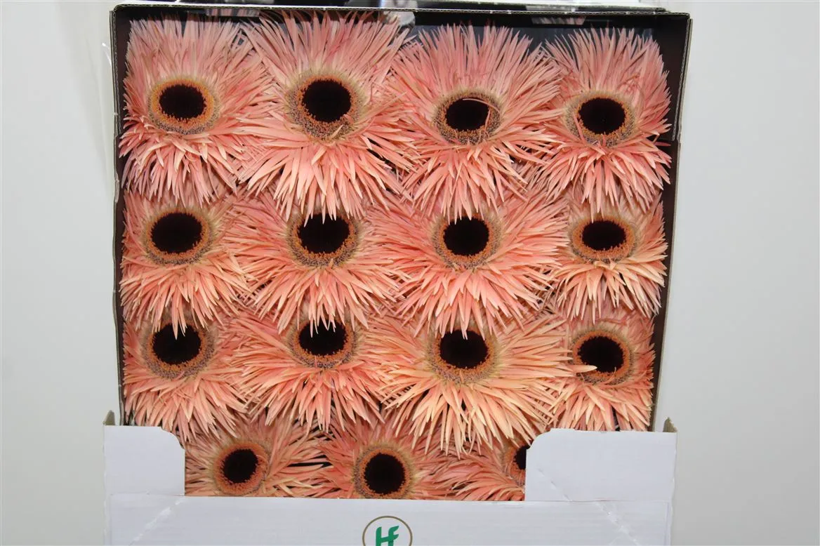 Gerbera Diamond Spider Harmony • 55 cm