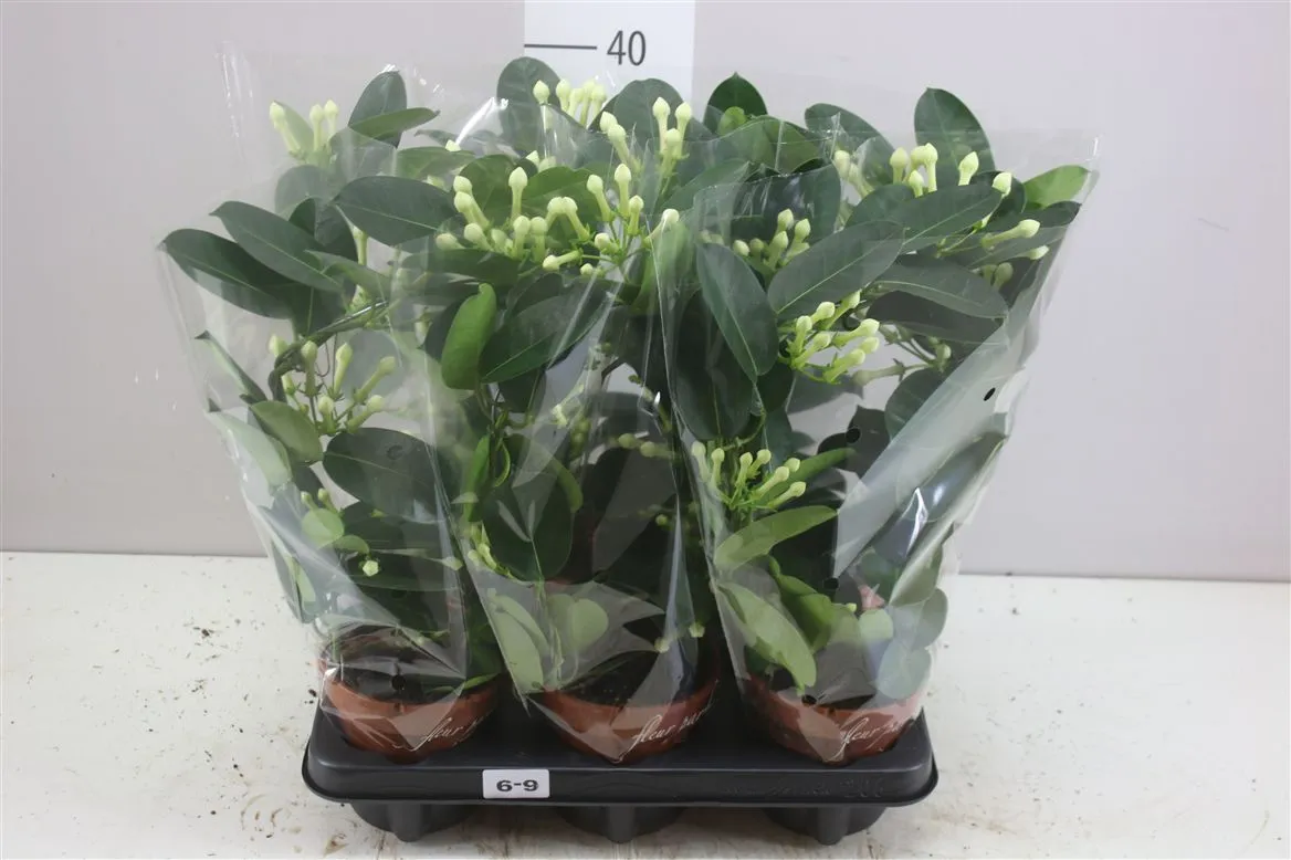 Stephanotis Fleur Parfum 6-9 • črepník 12 cm
