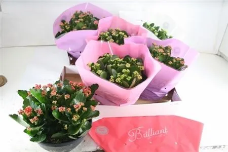 Kalanchoe Calandiva Mix • črepník 23 cm