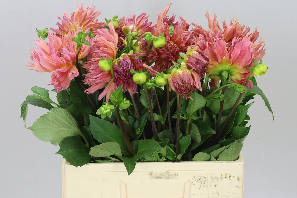 Dahlia Omega • 60 cm