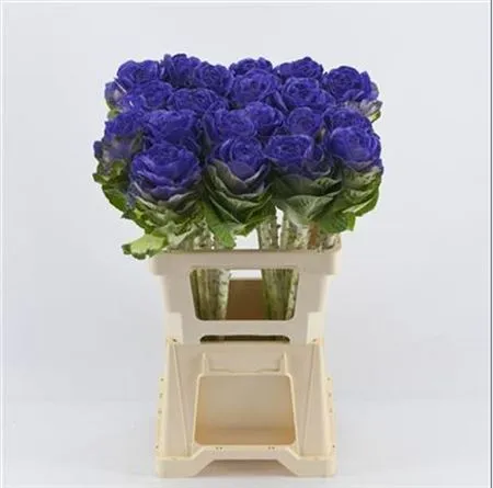 Brassica Painted Purple • 60 cm