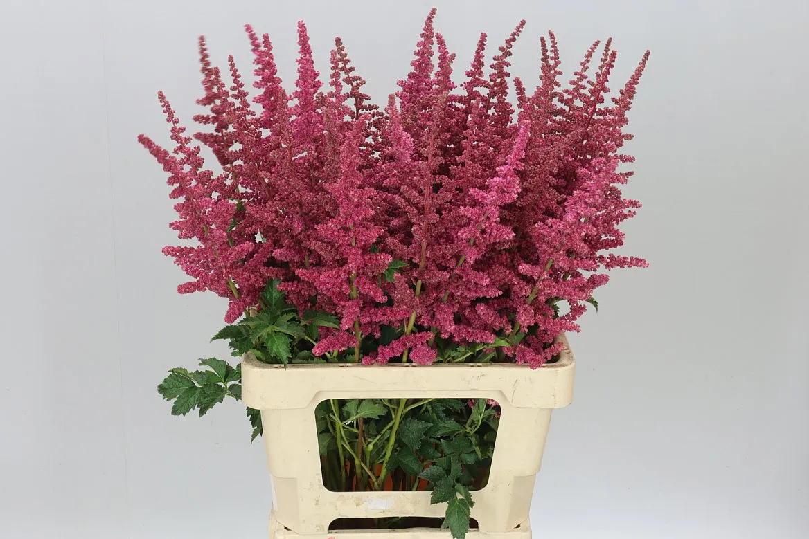 Astilbe Loud & Proud • 70 cm