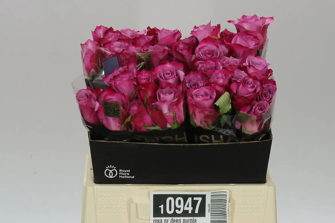 Ruža Deep Purple • 40 cm